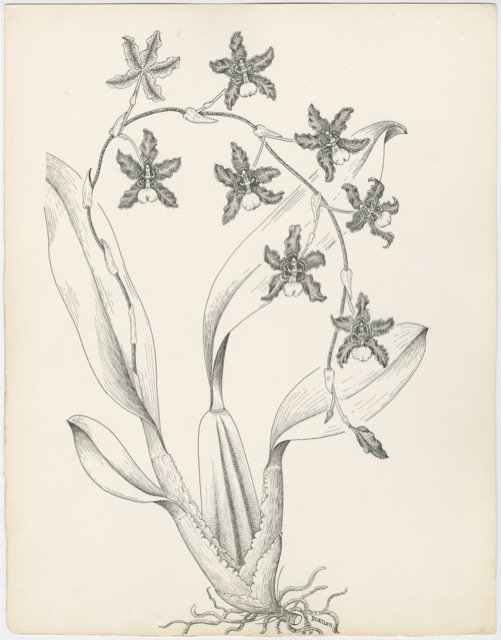 Artwork by Allen, Dorothy Osdieck