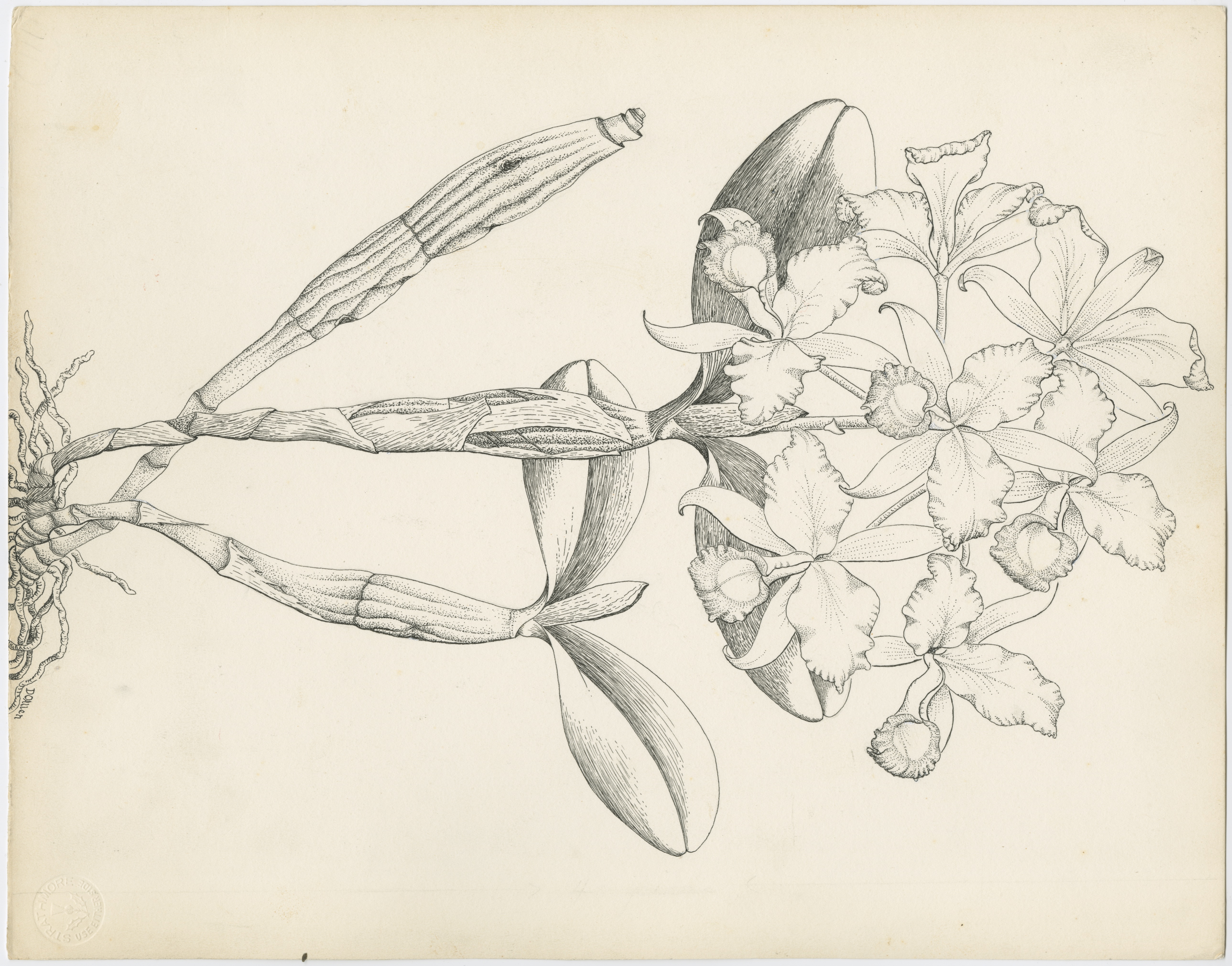 Artwork by Allen, Dorothy Osdieck