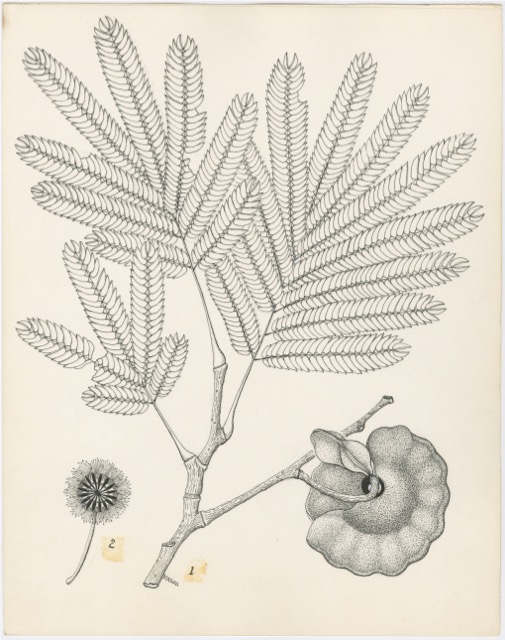 Artwork by Allen, Dorothy Osdieck