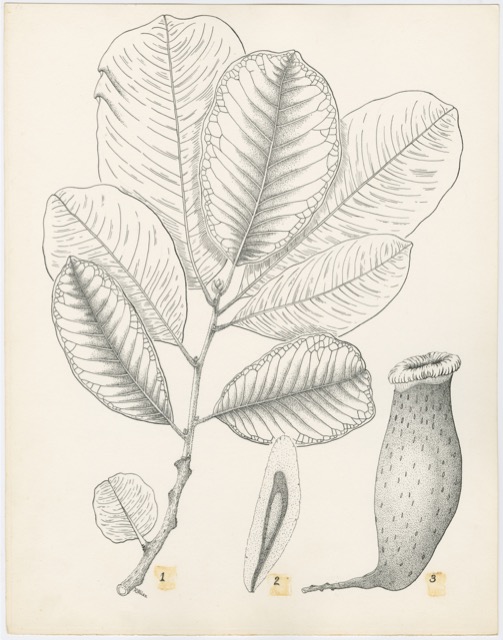 Artwork by Allen, Dorothy Osdieck