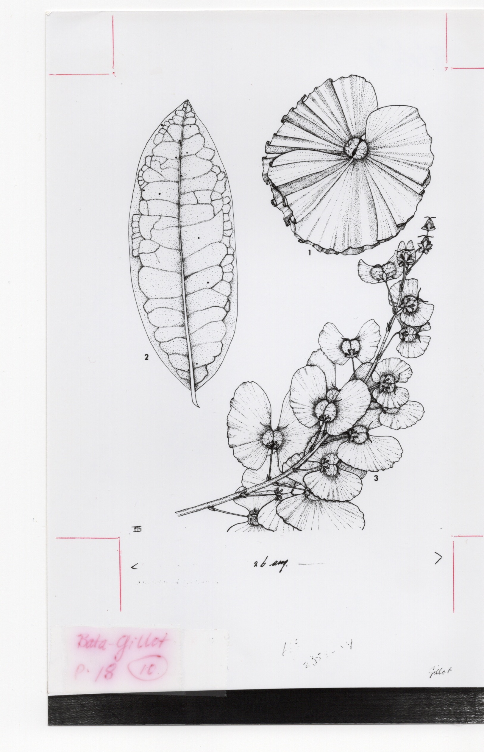 Artwork by Bata-Gillot, Farida Magdalena
