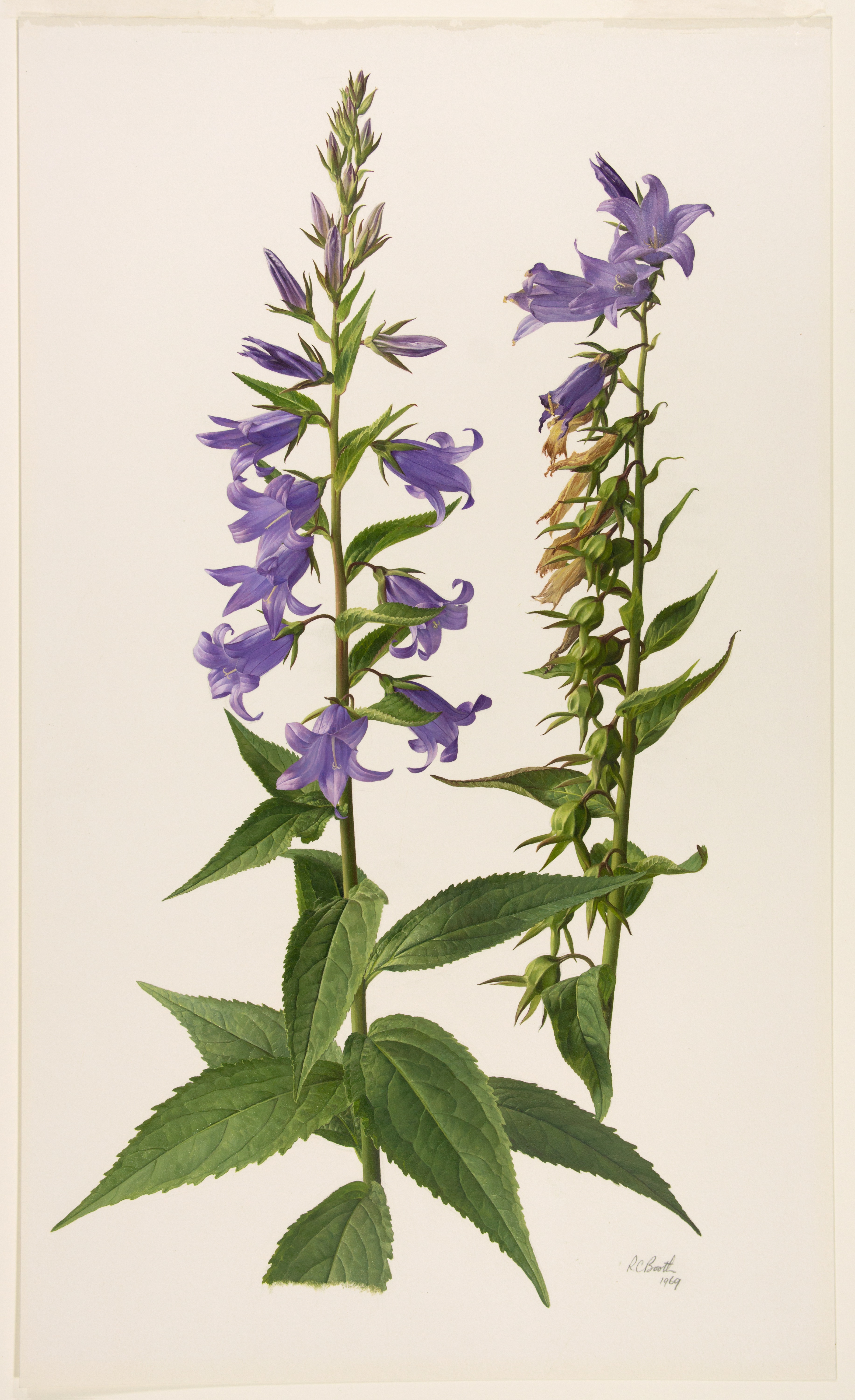 Artwork by Booth, Raymond C.