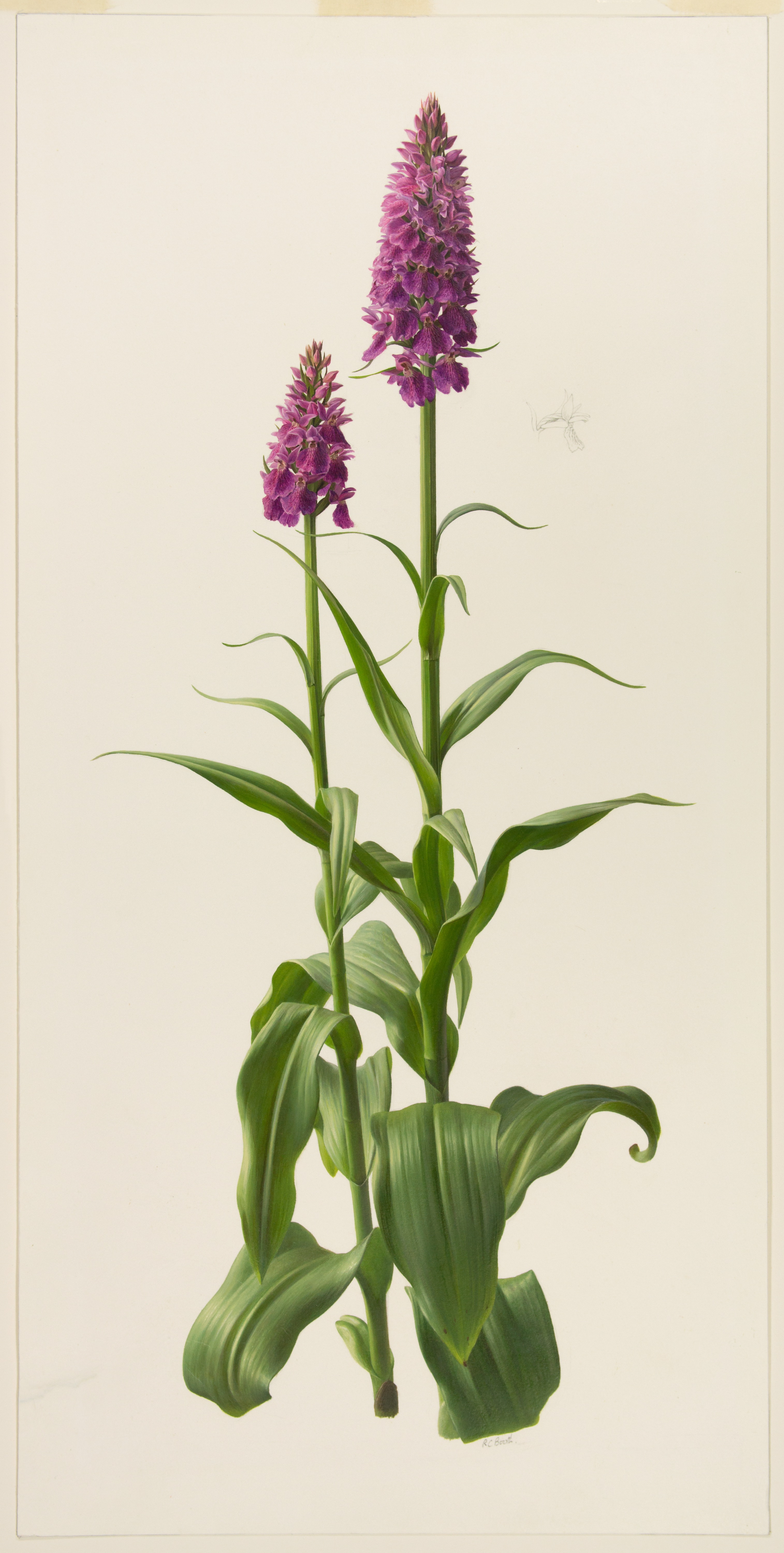 Artwork by Booth, Raymond C.