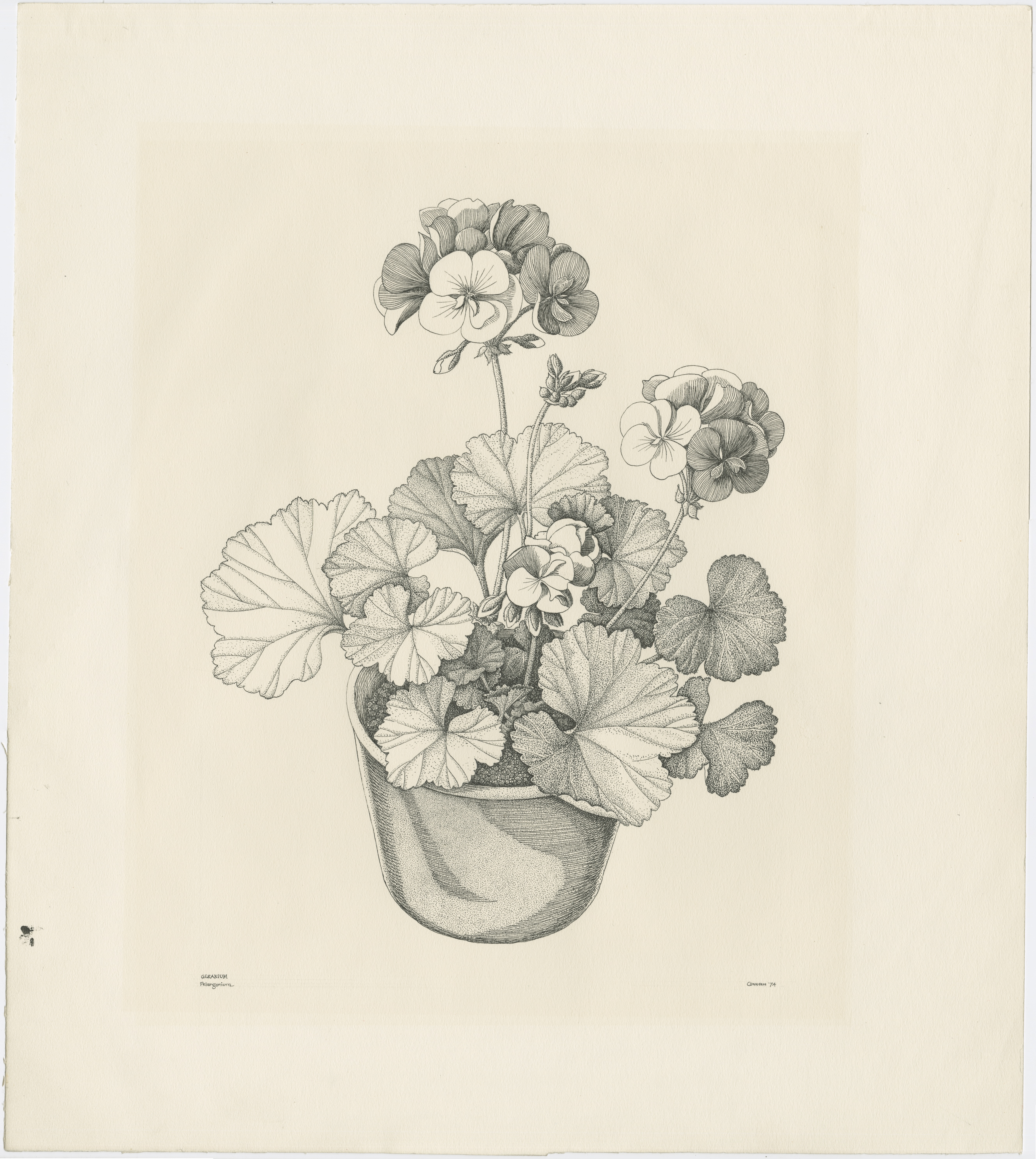 Artwork by Conneen, Jane W.