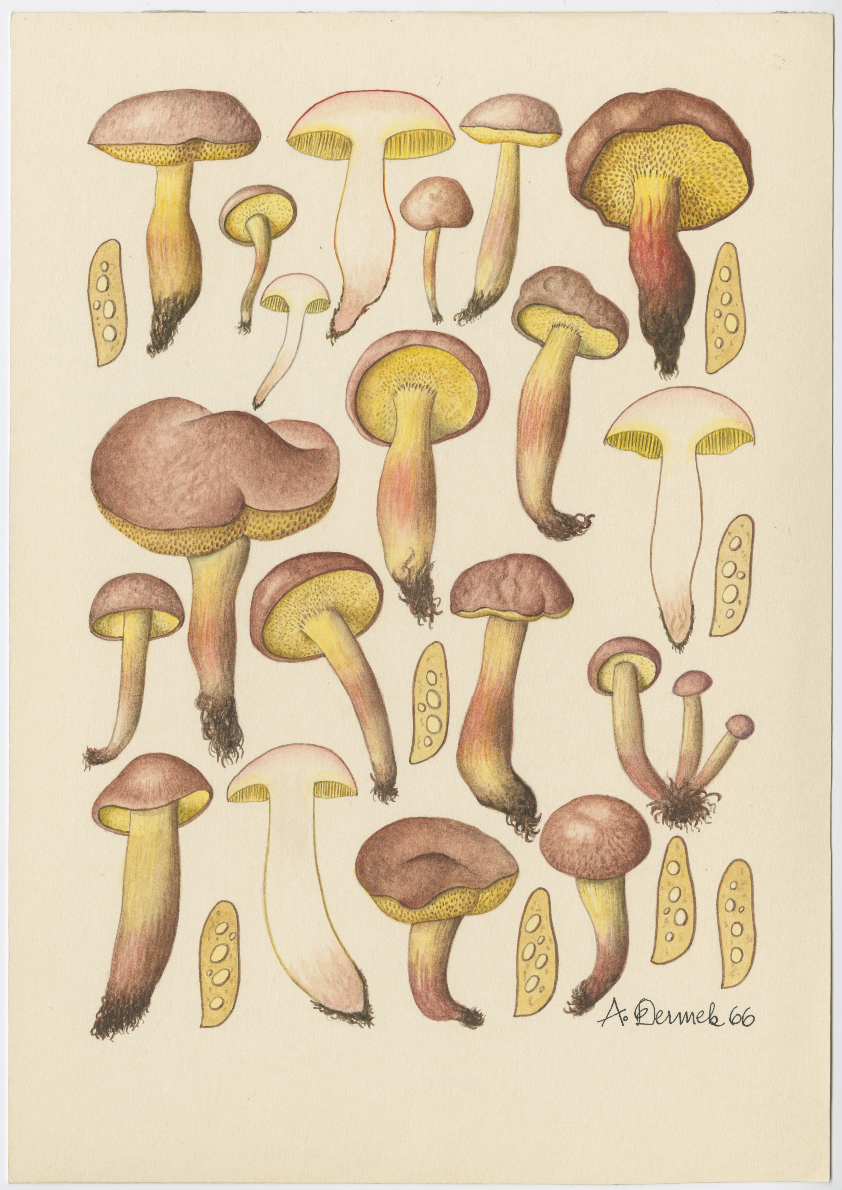 Artwork by Dermek, Aurel