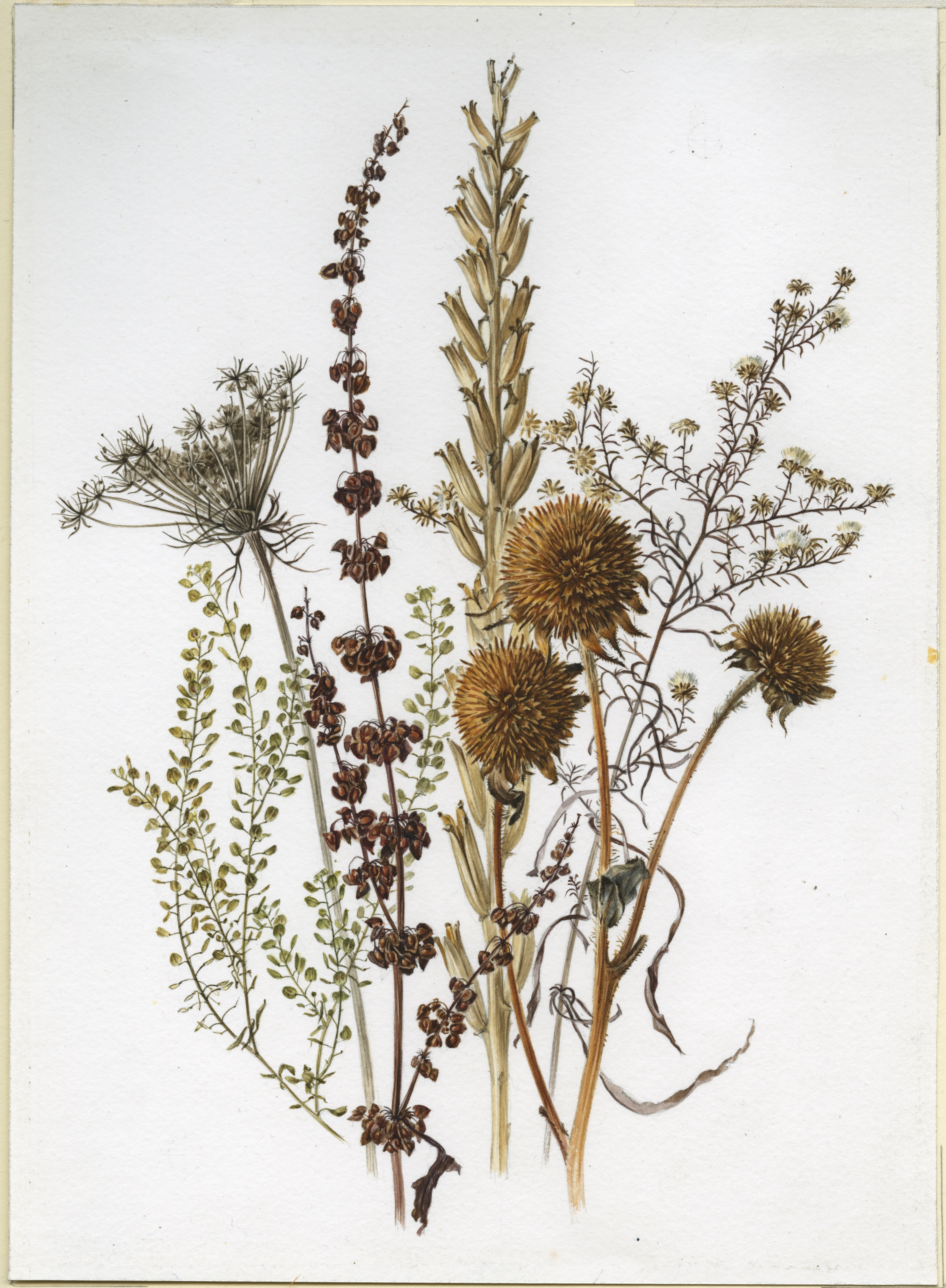 Artwork by Dowden, Anne Ophelia Todd