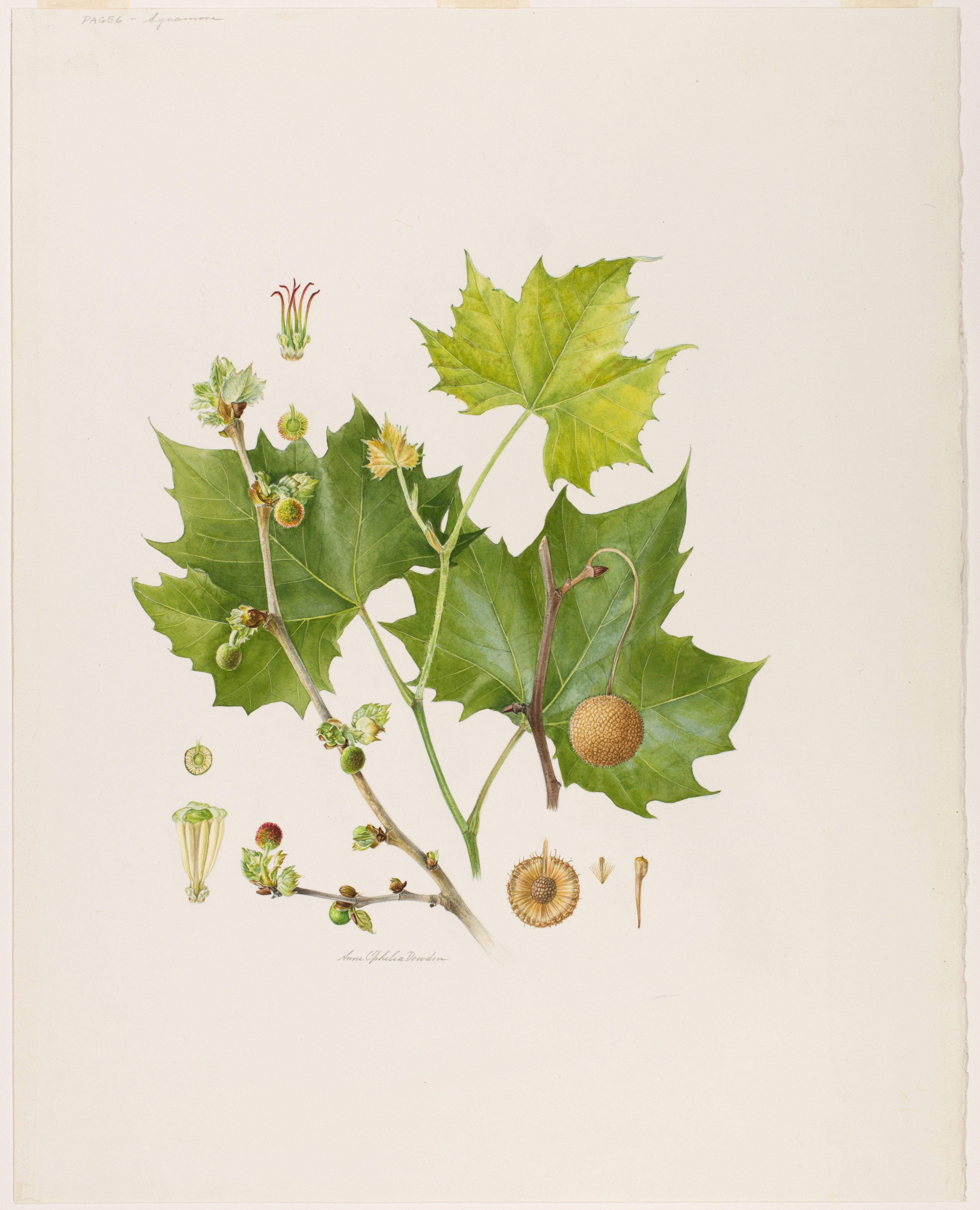 Artwork by Dowden, Anne Ophelia Todd