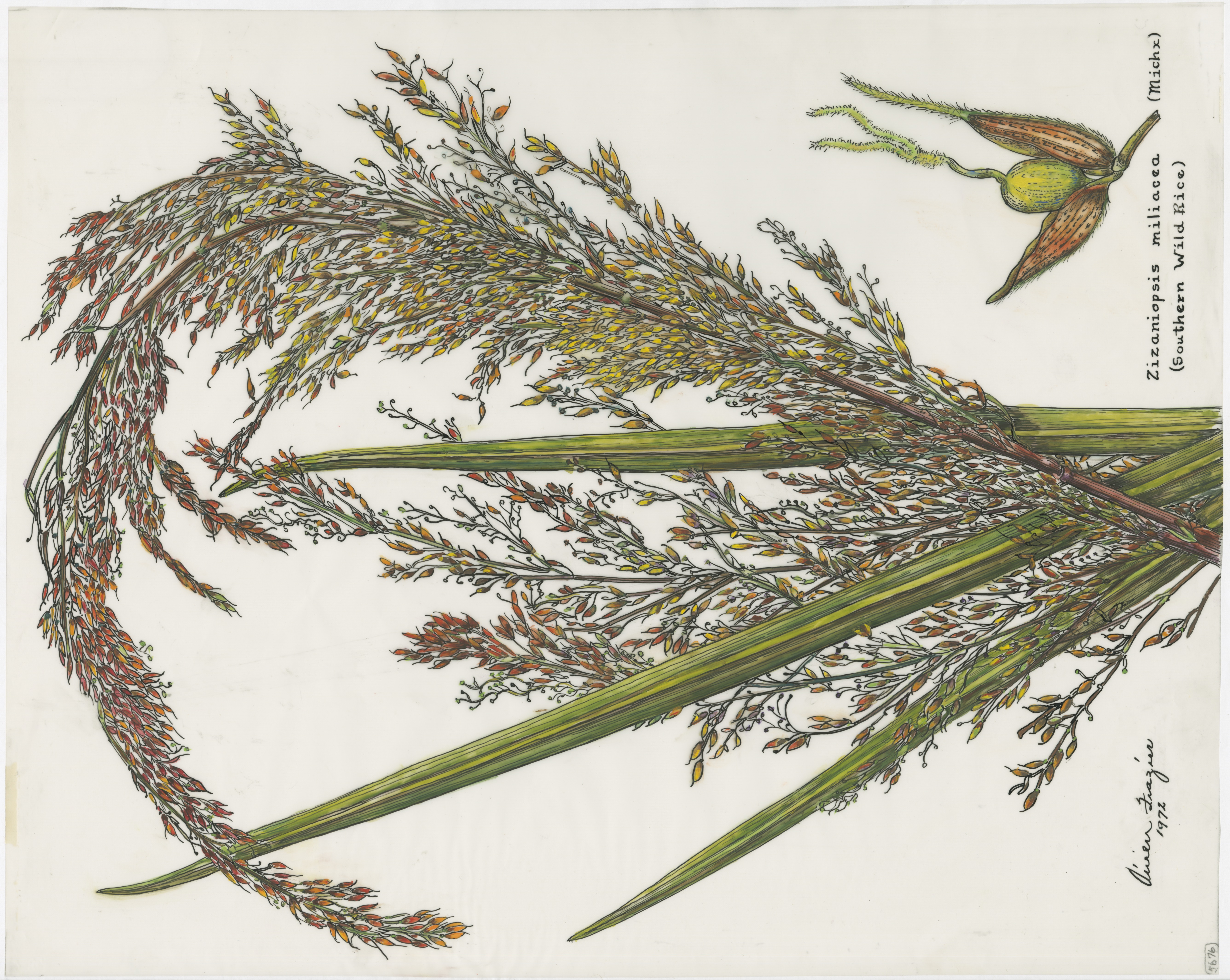 Artwork by Frazier, Vivien Lee