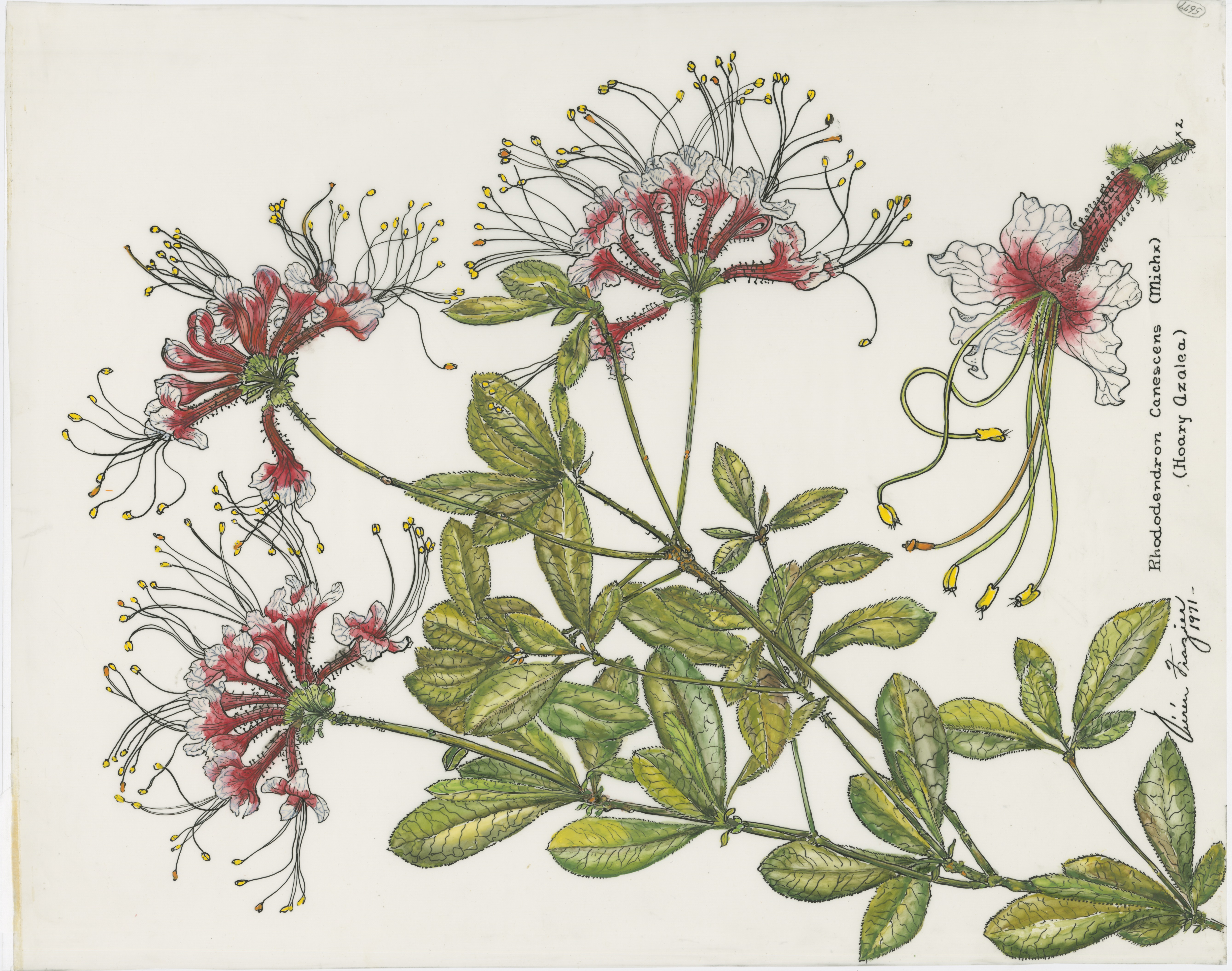 Artwork by Frazier, Vivien Lee
