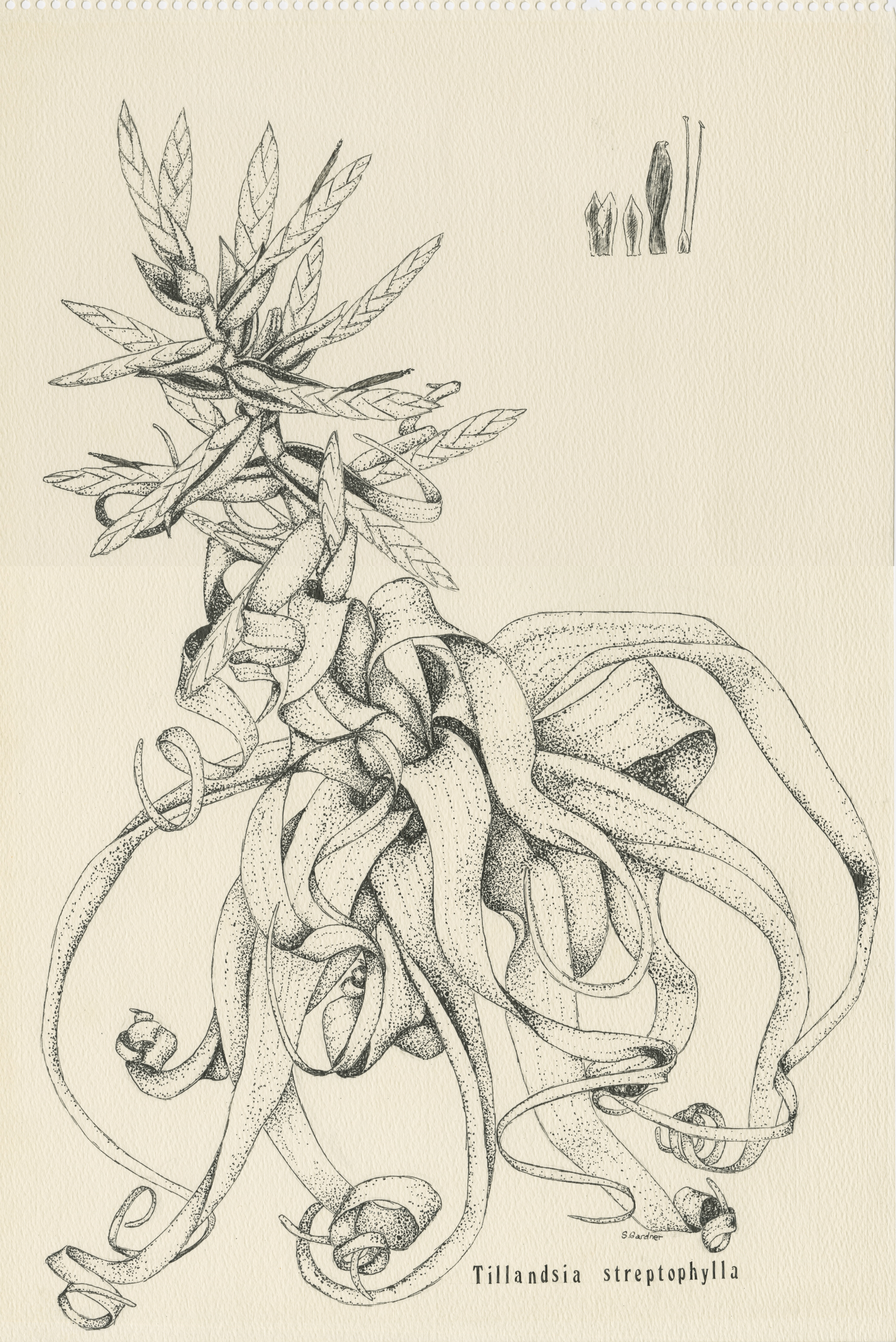 Artwork by Gardner, Sue