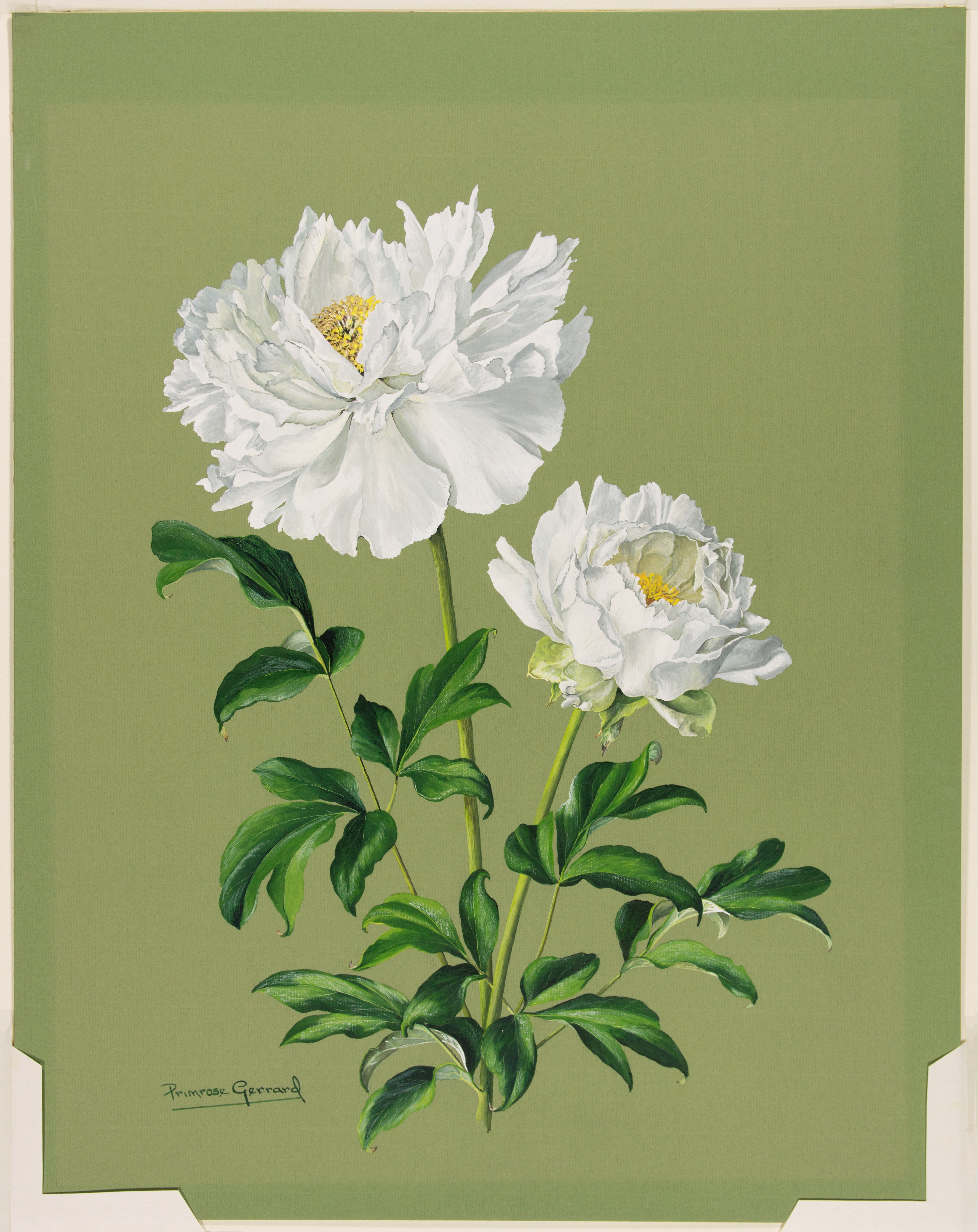 Artwork by Gerrard, Marguerite Primrose