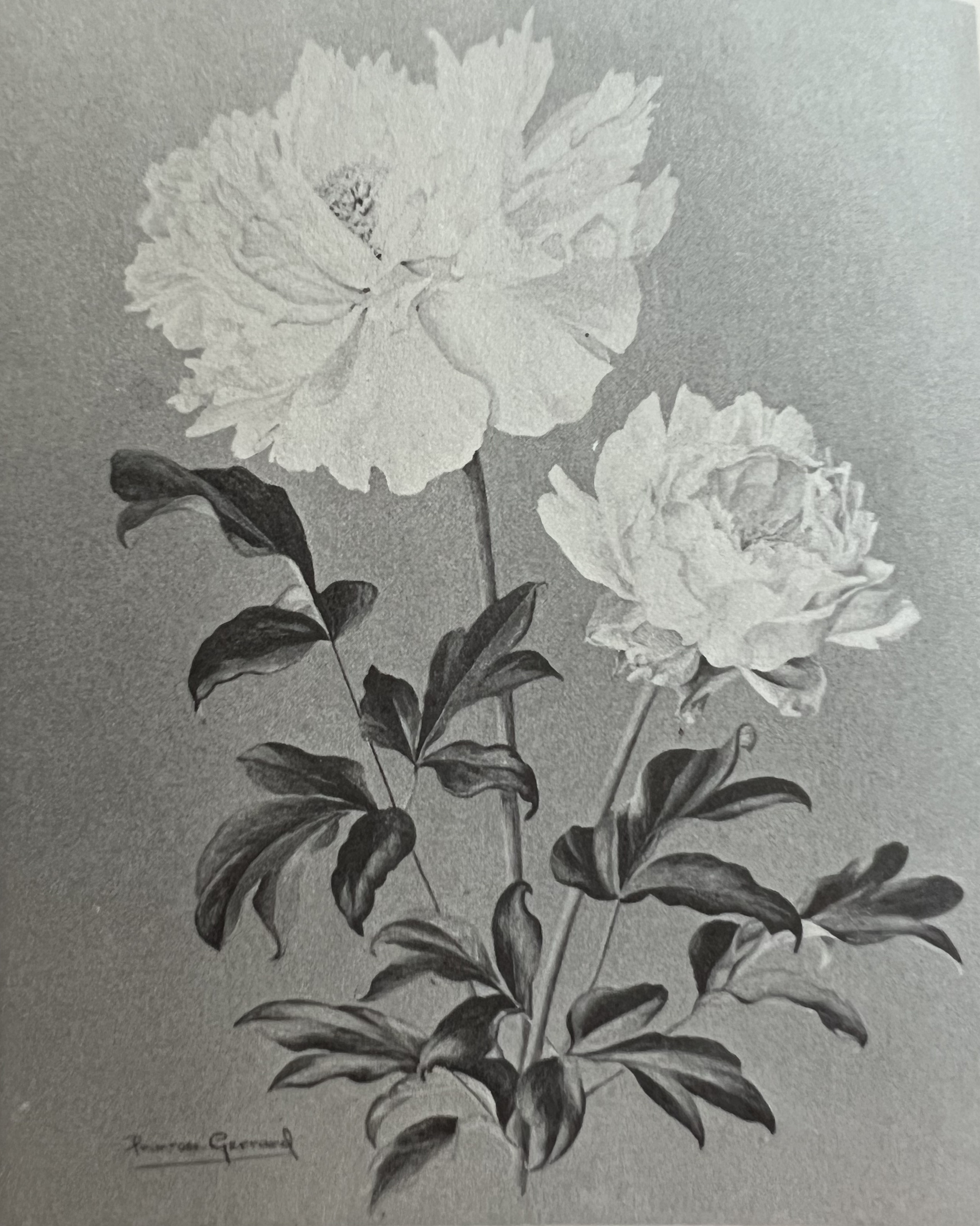 Artwork by Gerrard, Marguerite Primrose