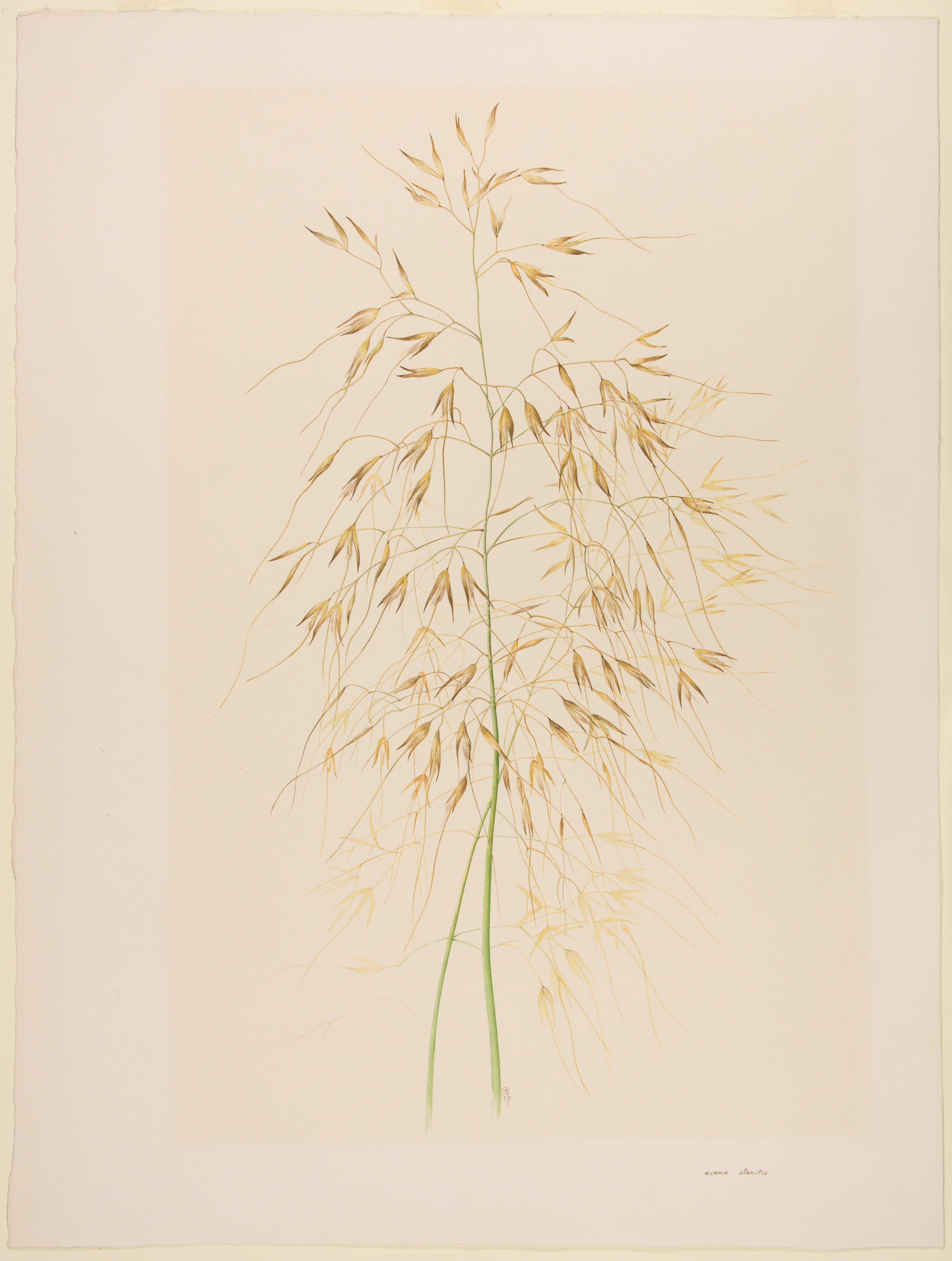 Artwork by Ghislain, Raphael Henri-Charles