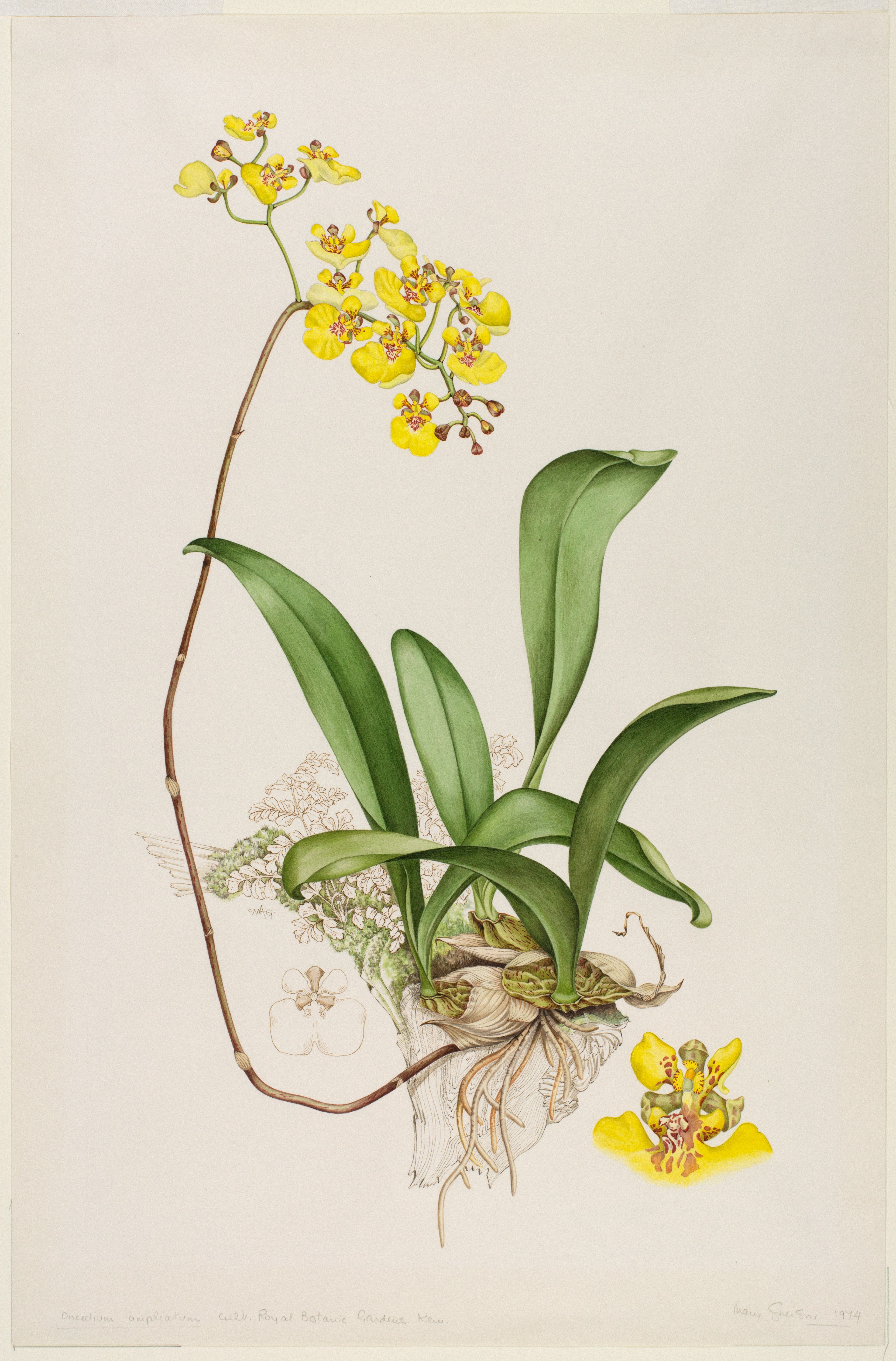 Artwork by Grierson, Mary Anderson