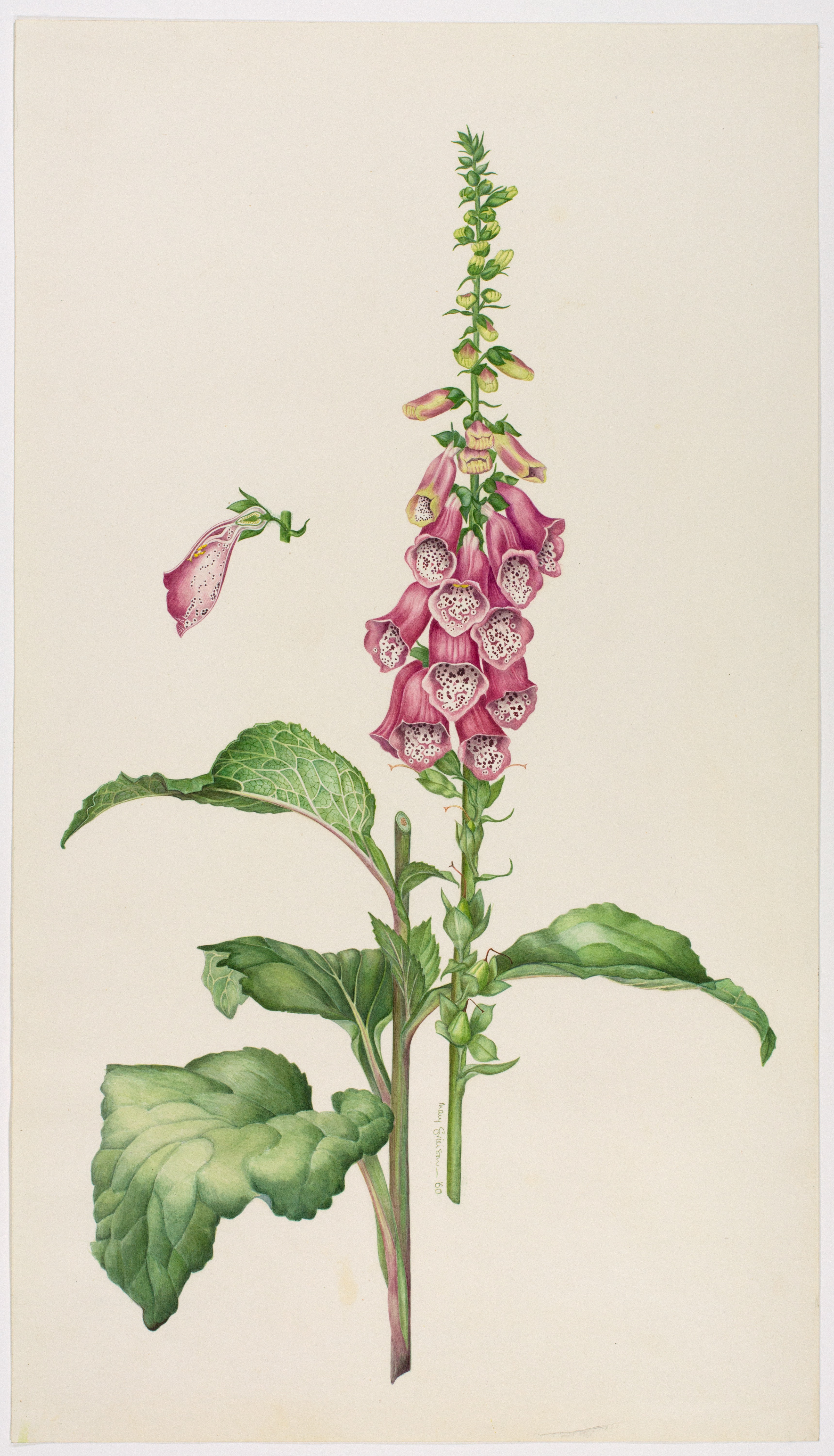 Artwork by Grierson, Mary Anderson