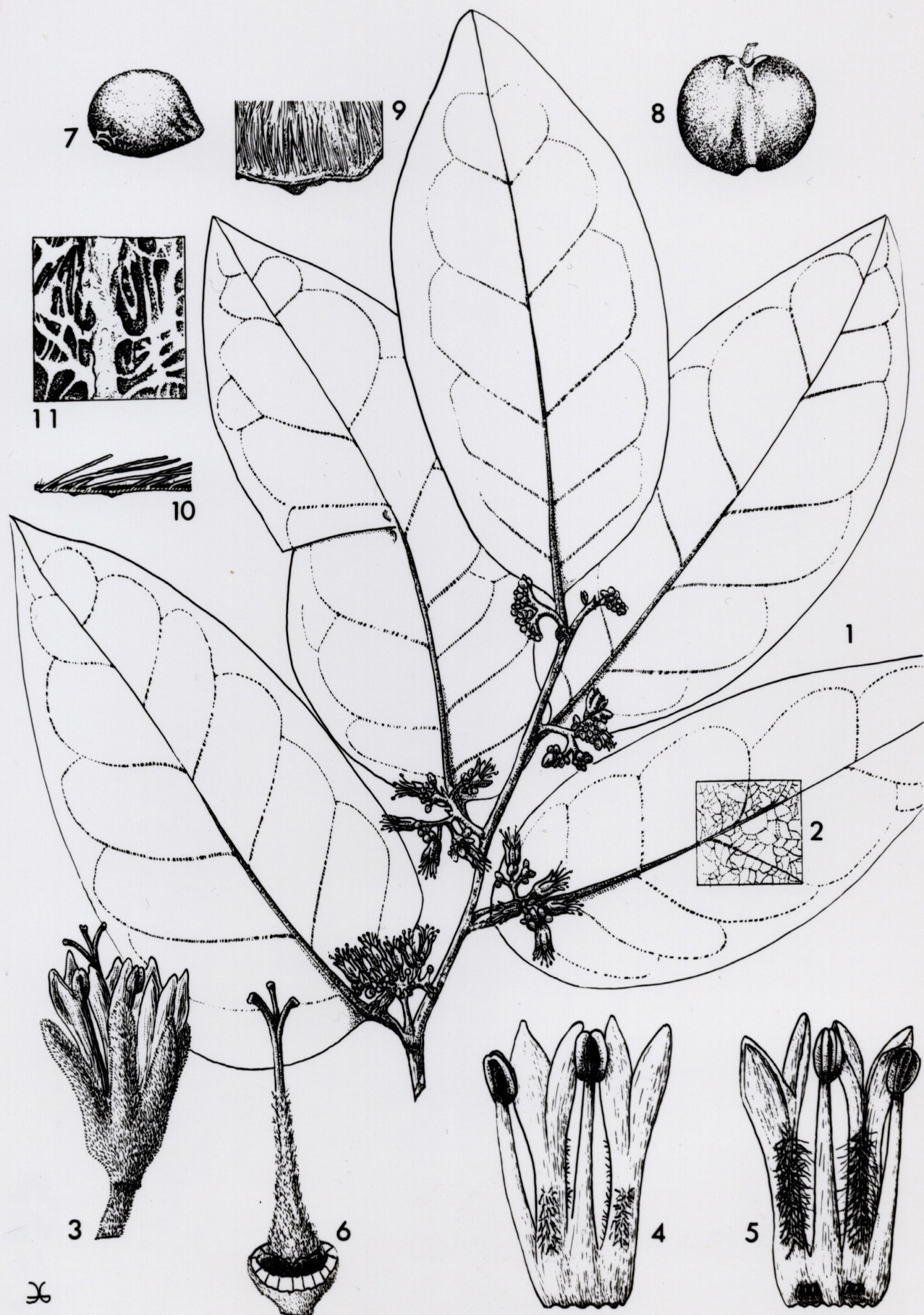 Artwork by Gruter, Adrianus (Ad.)