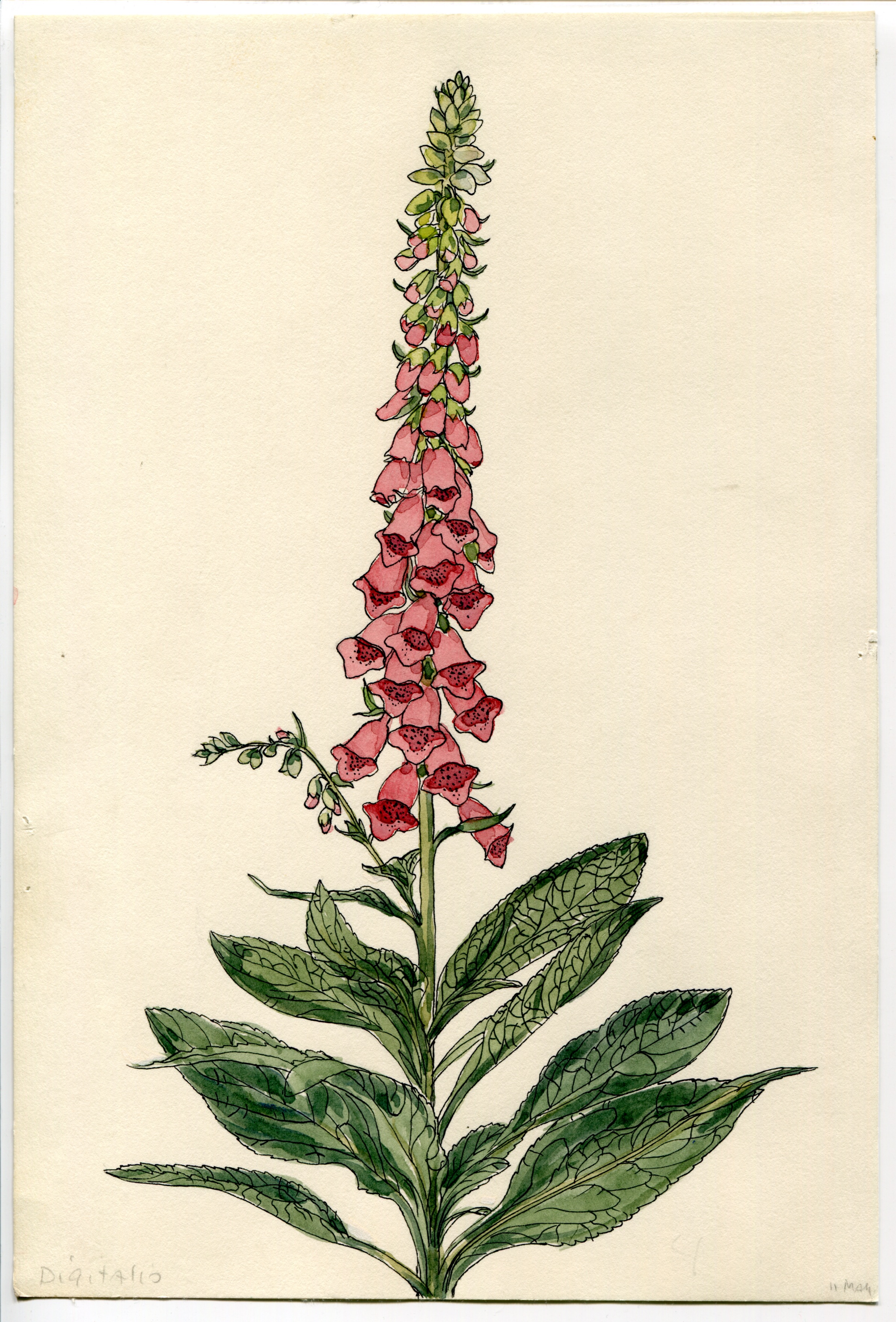 Artwork by Hammond, Catherine R.