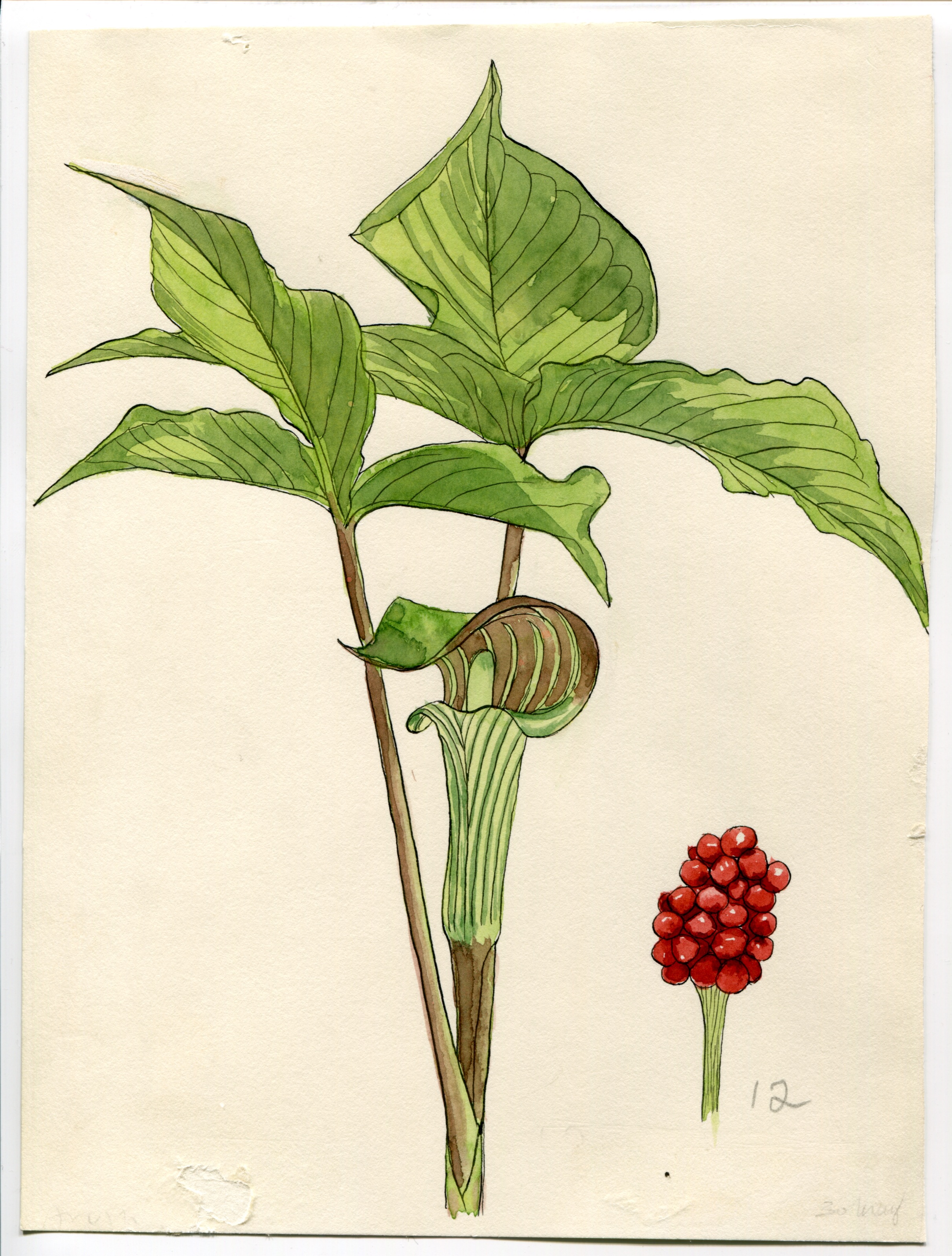Artwork by Hammond, Catherine R.