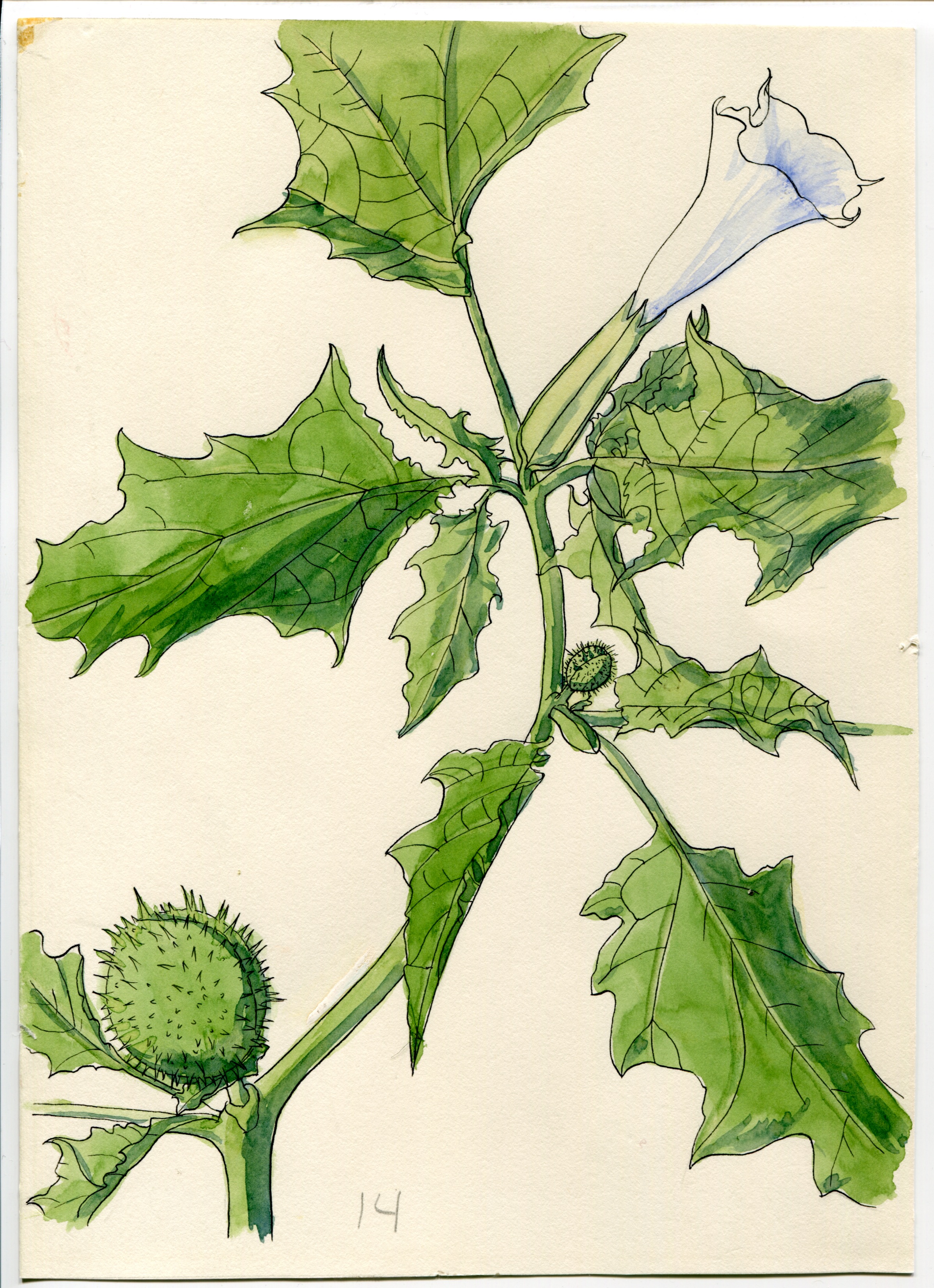 Artwork by Hammond, Catherine R.