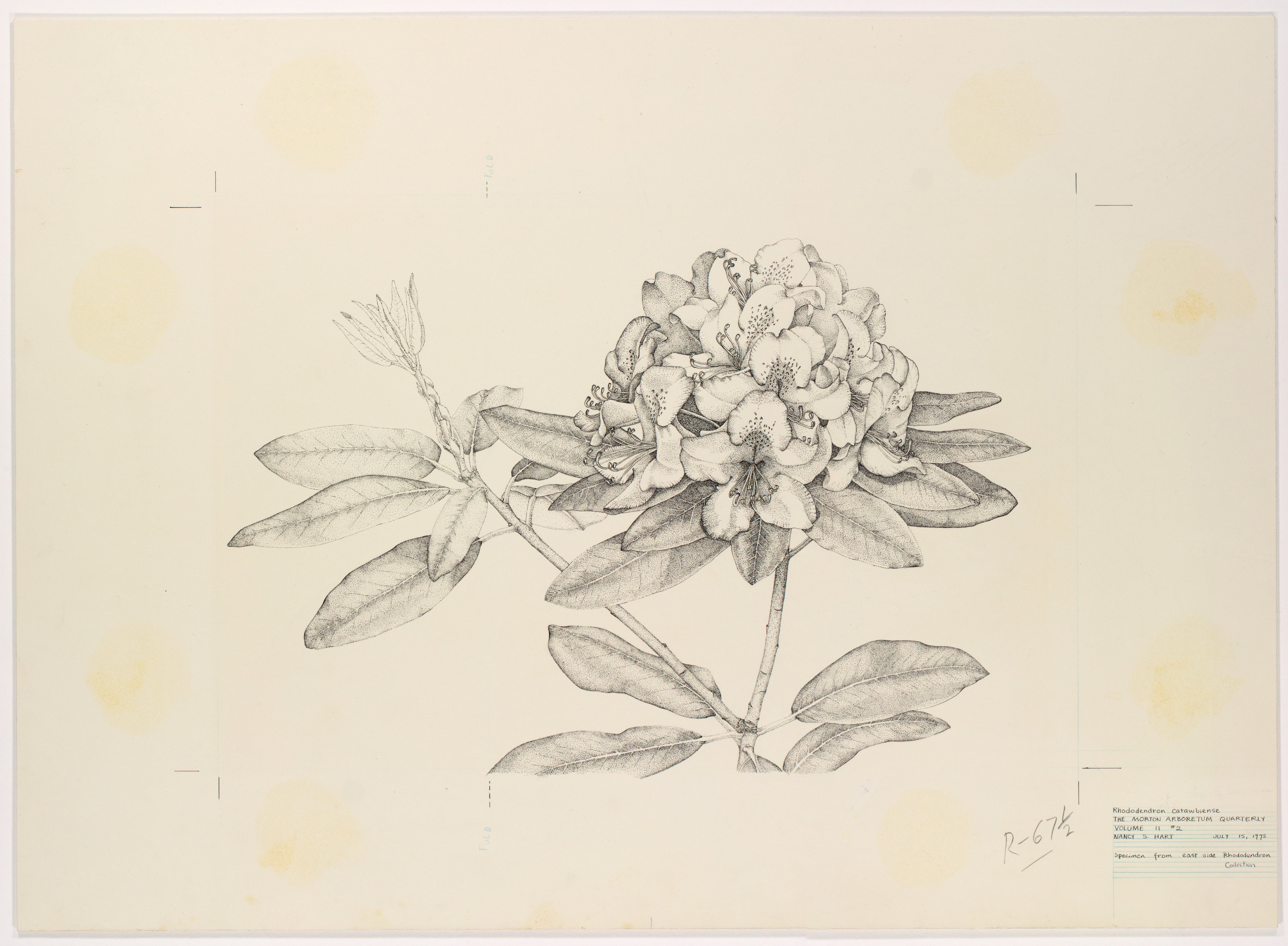 Artwork by Hart, Nancy Shinn
