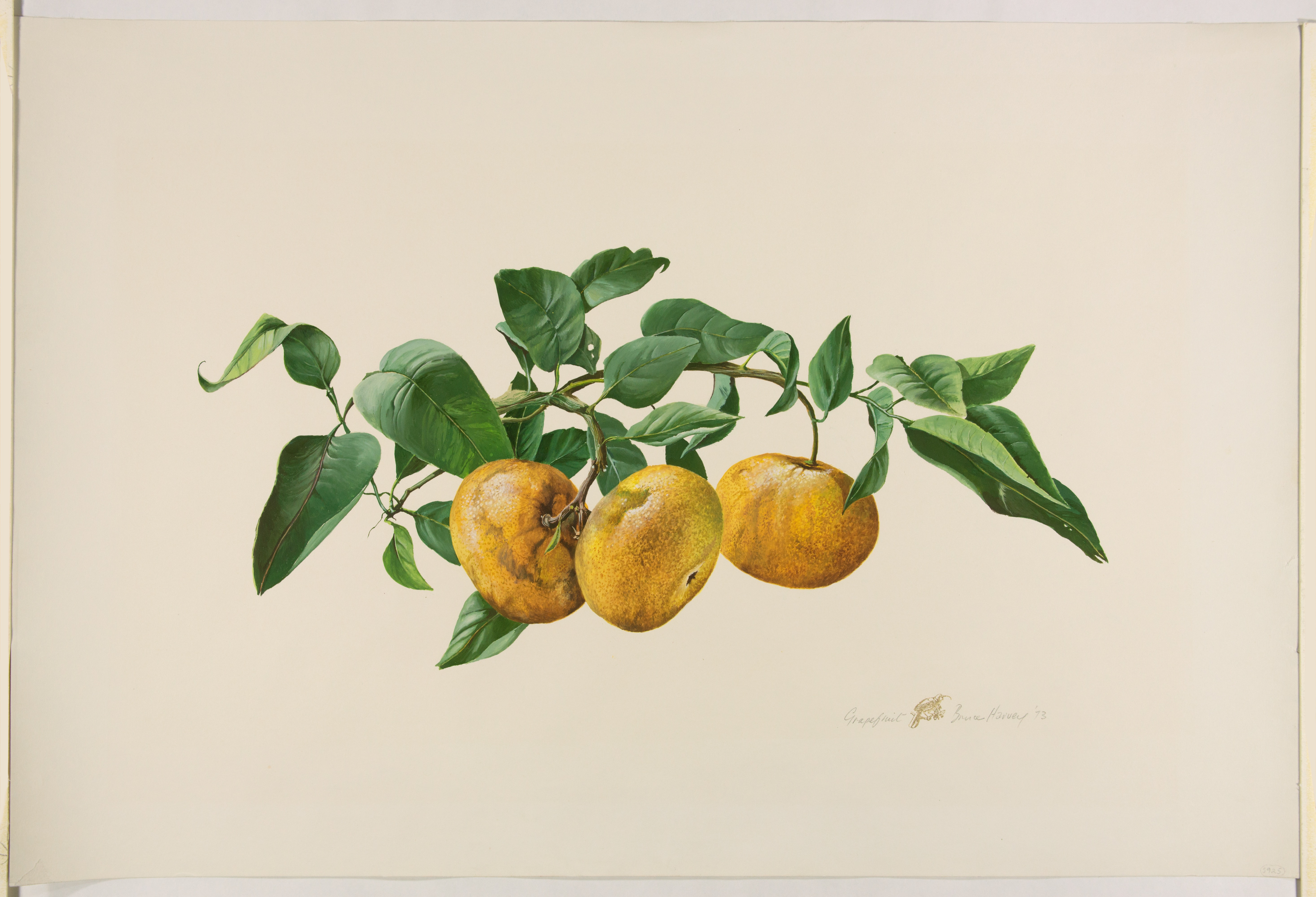 Artwork by Harvey, Norman Bruce