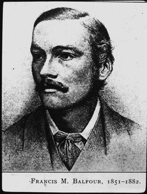 Balfour, Francis Maitland