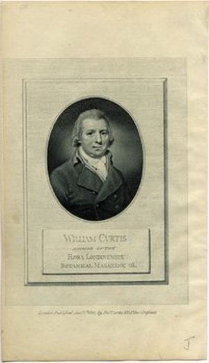 Curtis, William