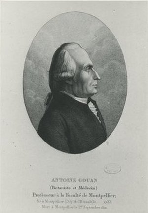 Gouan, Antoine