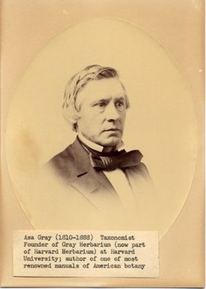 Gray, Asa