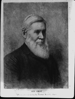 Gray, Asa
