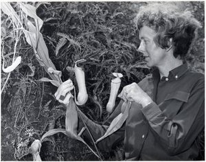 Hodge, Barbara Taylor