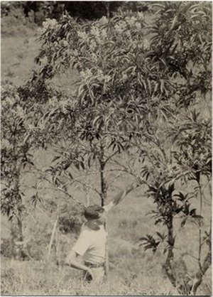 Hodge, Walter Henricks