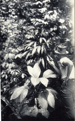 Hodge, Walter Henricks