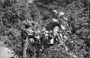 Hodge, Walter Henricks