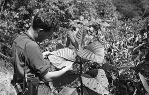 Hodge, Walter Henricks