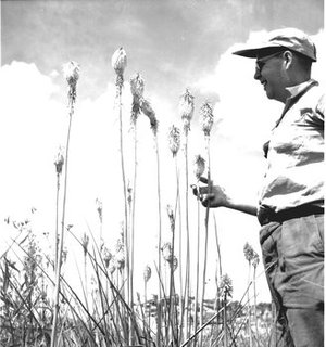 Hodge, Walter Henricks