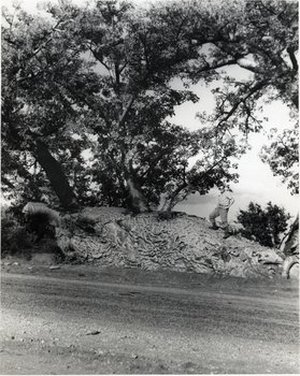 Hodge, Walter Henricks