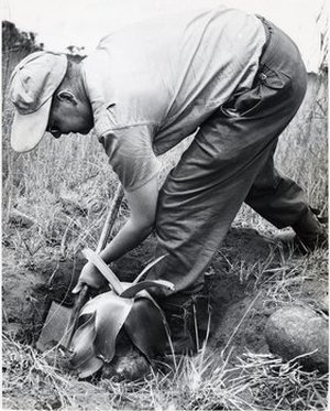 Hodge, Walter Henricks