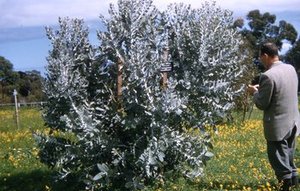 Hodge, Walter Henricks