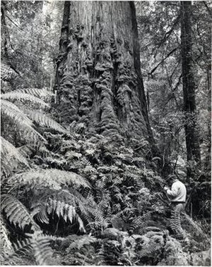 Jackson, William (b)