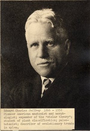 Jeffrey, Edward Charles