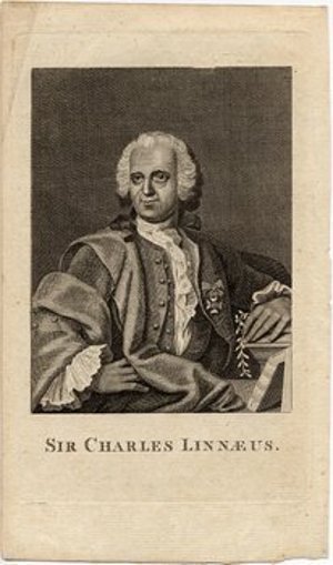 Linnaeus, Carolus