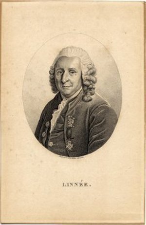 Linnaeus, Carolus