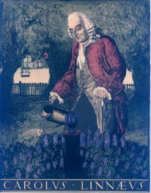 Linnaeus, Carolus