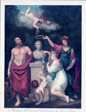 Linnaeus, Carolus