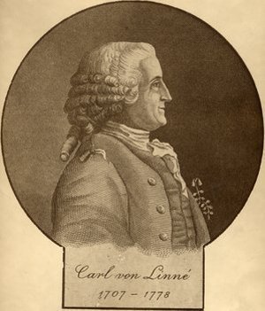 Linnaeus, Carolus