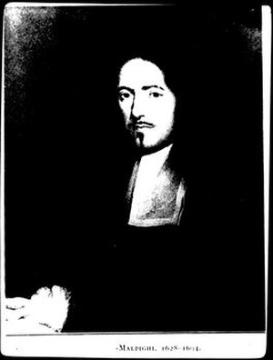 Malpighi, Marcello