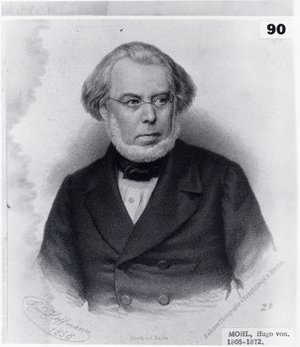 Mohl, Hugo von