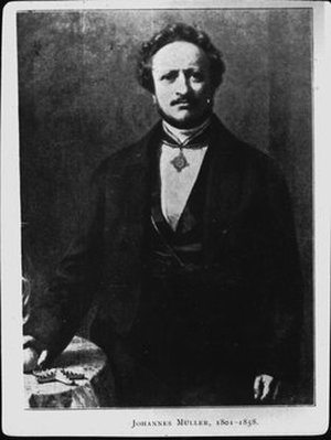 Müller, Johannes Peter