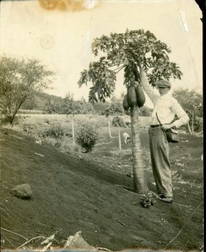 Popenoe, Frederick Wilson